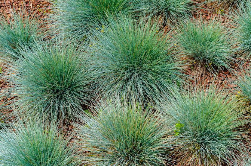 trawy ozdobne - kostrzewa popielata