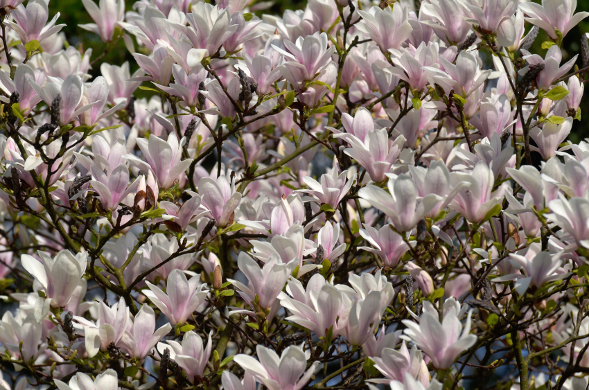 Magnolia