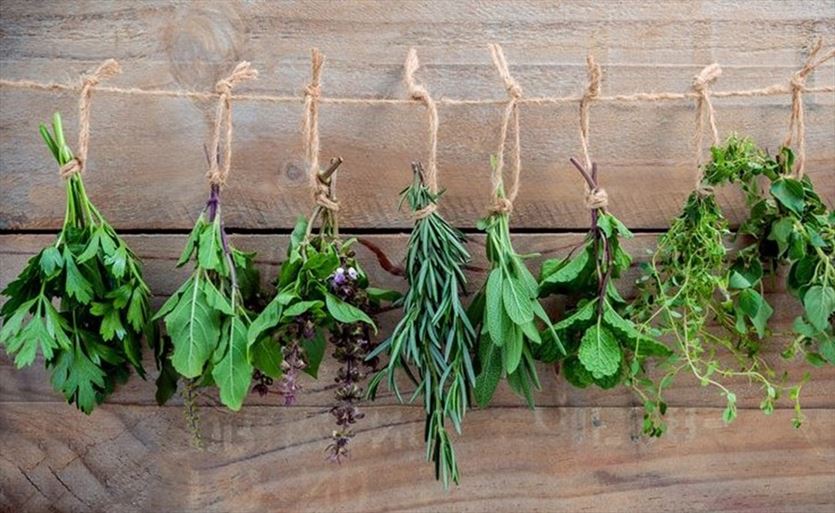 Suszenie i rozdrabnianie ziół, Podlaskie Ziółko Łukasz Mackiewicz, Hajnówka