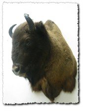 preparacja zwierząt, Marek Krajewski Pracownia preparowania zwierząt, Niewodnica Kościelna