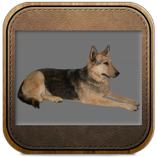 preparacja zwierząt, Marek Krajewski Pracownia preparowania zwierząt, Niewodnica Kościelna