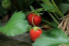 truskawki bio, Owocny Mnich, Złotoria Kolonia