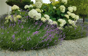 aranżacja ogrodu, Green Garden Aneta Kopczewska, Choroszcz