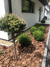 sadzenie krzewów, Projekt Ogród Justyna Rzędzian-Sosnowska, Białystok