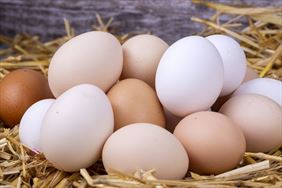 jajka, Aleksandra Benedykcińska-Przekwas Zakład Wylęgu Drobiu, Ostrowąs