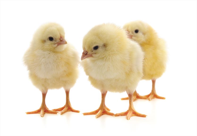 przyjazna Drób - zakłady drobiarskie, Aleksandra Benedykcińska-Przekwas Zakład Wylęgu Drobiu, Ostrowąs