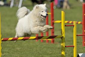 wystawy psów rasowych, Daria Plewa PerperunA Duo, Popowo