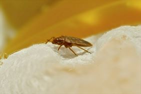 insekt, Chemiko. Przedsiębiorstwo zwalczania szkodników. Resiak, Włocławek