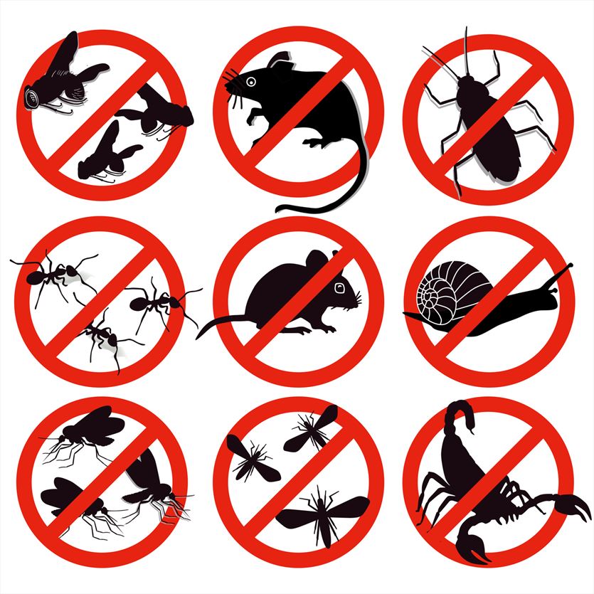 Usuwanie gryzoni, insektów i drobnoustrojów, Ecopest Wiesław Sroka, Włocławek