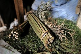 zioła sprzedaż, Natura.b Maciej Olbiński, Rumunki Witkowskie