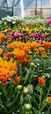 gazania, Cyprys Szkółka Roślin Ozdobnych Waldemar Cybulski, Dzierżążno