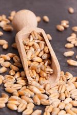 nasiona, Centrala Nasienna sp. z o.o., Starogard Gdański