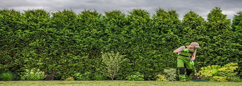 przyjazna Ogrody, tereny zieleni - projektowanie, utrzymanie, Bettiogrody.pl Beata Kleszczewska, Nowy Świat