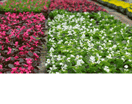 Szkółka Roślin Ozdobnych DAMMERA