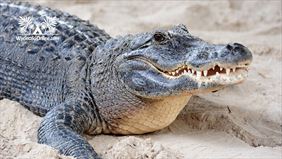 Djerba - krokodyle, WycieczkiOnline, Katowice