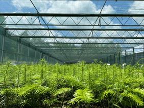 cienniki, Agro-Sur, Rogoźnik