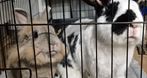 Magda Nowaczyk- zoopsycholog, behawiorysta, dietetyk królików i gryzoni Magda Nowaczyk- zoopsycholog, behawiorysta, dietetyk królików i gryzoni, konsultacje behawioralne królików i gryzoni, behawiorystyka królików i gryzoni, hotele dla królików i gryzoni, Lubliniec