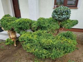 usługi ogrodnicze, Mobilny Alpinista Usługi Wysokościowe Dawid Kiełbasa, Lipiny