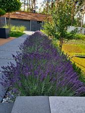 Projekt Zieleń, Joanna Nowak Projekt Zieleń, Kielce