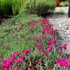 Projekt Zieleń, Joanna Nowak Projekt Zieleń, Kielce