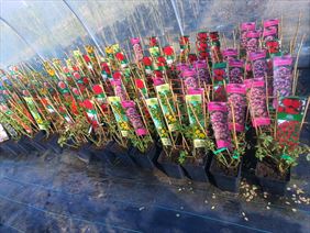 Szkółka Drzewek Owocowych I Krzewów Ozdobnych Łukasz Danek, Szkółka Drzewek Owocowych I Krzewów Ozdobnych Łukasz Danek, Miłoszowice-Kolonia