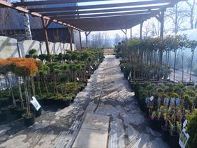 Szkółka Drzewek Owocowych I Krzewów Ozdobnych Łukasz Danek, Szkółka Drzewek Owocowych I Krzewów Ozdobnych Łukasz Danek, Miłoszowice-Kolonia