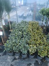 Szkółka Drzewek Owocowych I Krzewów Ozdobnych Łukasz Danek, Szkółka Drzewek Owocowych I Krzewów Ozdobnych Łukasz Danek, Miłoszowice-Kolonia