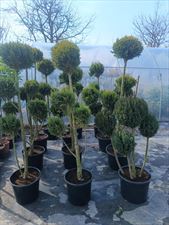 Szkółka Drzewek Owocowych I Krzewów Ozdobnych Łukasz Danek, Szkółka Drzewek Owocowych I Krzewów Ozdobnych Łukasz Danek, Miłoszowice-Kolonia