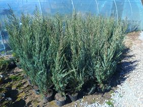 Szkółka Drzewek Owocowych I Krzewów Ozdobnych Łukasz Danek, Szkółka Drzewek Owocowych I Krzewów Ozdobnych Łukasz Danek, Miłoszowice-Kolonia