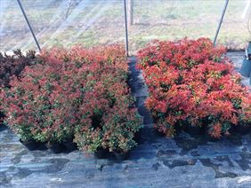 Szkółka Drzewek Owocowych I Krzewów Ozdobnych Łukasz Danek, Szkółka Drzewek Owocowych I Krzewów Ozdobnych Łukasz Danek, Miłoszowice-Kolonia