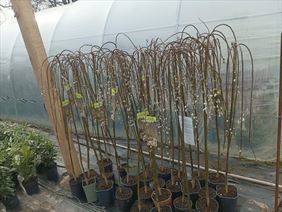 Szkółka Drzewek Owocowych I Krzewów Ozdobnych Łukasz Danek, Szkółka Drzewek Owocowych I Krzewów Ozdobnych Łukasz Danek, Miłoszowice-Kolonia