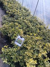 Szkółka Drzewek Owocowych I Krzewów Ozdobnych Łukasz Danek, Szkółka Drzewek Owocowych I Krzewów Ozdobnych Łukasz Danek, Miłoszowice-Kolonia