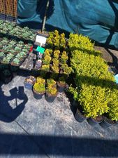 Szkółka Drzewek Owocowych I Krzewów Ozdobnych Łukasz Danek, Szkółka Drzewek Owocowych I Krzewów Ozdobnych Łukasz Danek, Miłoszowice-Kolonia