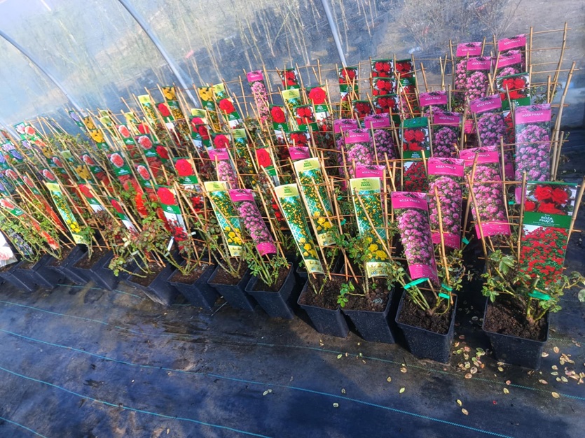 Szkółka roślin ozdobnych, Szkółka Drzewek Owocowych I Krzewów Ozdobnych Łukasz Danek, Miłoszowice-Kolonia