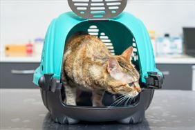 transporter, Firma handlowa Gizmmo Krzysztof Folwarski, Rzeszotary