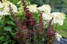 rośliny, B.Bylica Drzewa i krzewy ozdobne, Krzęcin