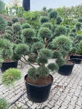szkółka drzew, Markflor Sp. z o.o. Sp. k., Kraków
