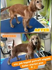 strzyżenie psa, Salon Pielęgnacji Psów HACHIKO, Kielce