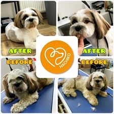 groomer, Salon Pielęgnacji Psów HACHIKO, Kielce