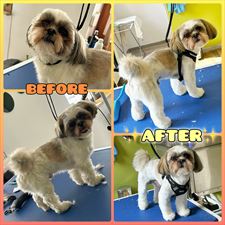 strzyżenie shitzu, Salon Pielęgnacji Psów HACHIKO, Kielce