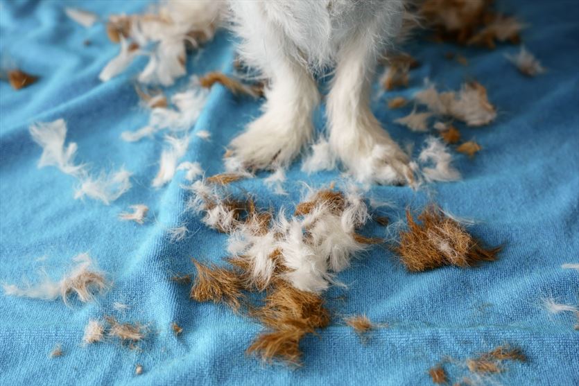 Pielęgnacja psów - od kąpieli, po strzyżenie, Salon Pielęgnacji Psów HACHIKO, Kielce