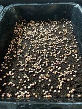 mikroliście producent, AB Farms Anna Bojdo, Rękoraj