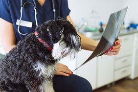 prześwietlenie, Pies Czyli Kot Przychodnia Weterynaryjna Joanna Anna Rabiega, Łódź