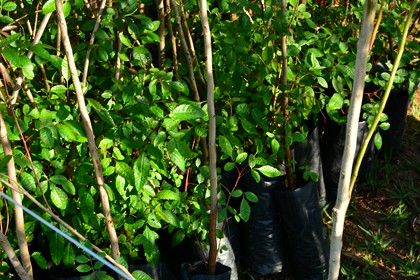 wykonawstwa terenów zieleni