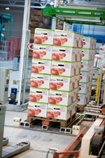produkcja owoców, Witamina Sp. z o.o. Grupa Producentów Owoców, Biała Rządowa