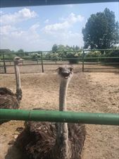 strusie, Gospodarstwo Agroturystyczne Zacisze, Wojciechówka