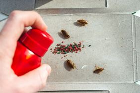 dezynsekcja, Dezynfekcja dezynsekcja deratyzacja - STOP PEST, Ozorków
