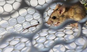 deratyzacja, Dezynfekcja dezynsekcja deratyzacja - STOP PEST, Ozorków