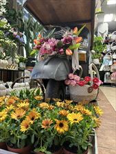 kwiaciarnia, Kwiaciarnia Floris, Pabianice