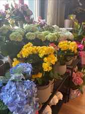 kwiaty doniczkowe, Kwiaciarnia Floris, Pabianice